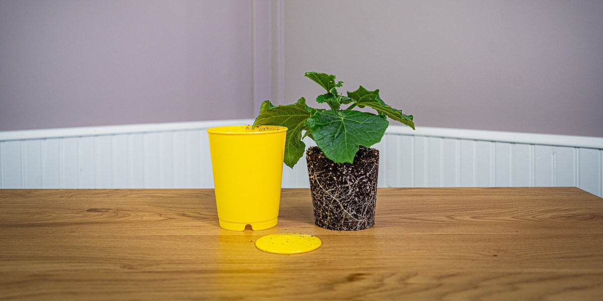 A cucumber seedling standing in its whole root ball beside the empty yellow cup it grew in
