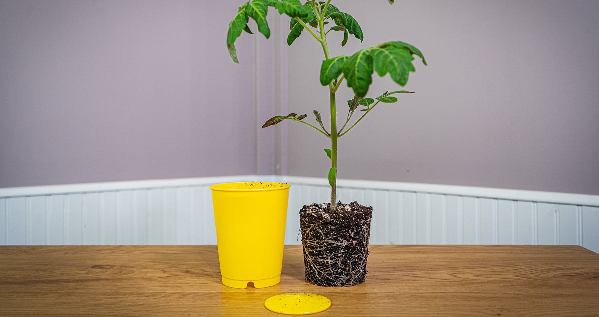 A young tomato plant standing in its whole root ball beside the yellow seed cup it grew in