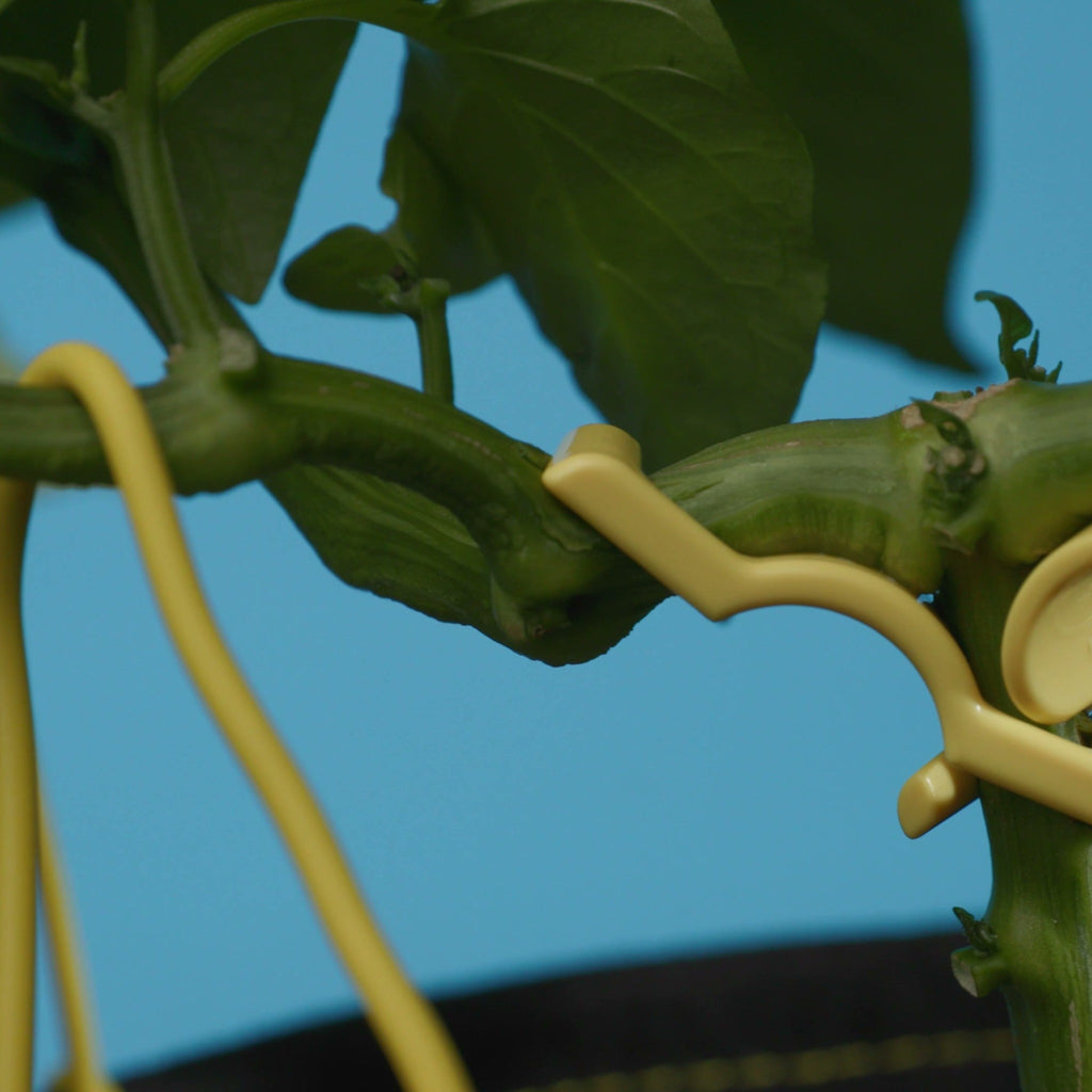 Yellow clips and soft wire holding pepper branches