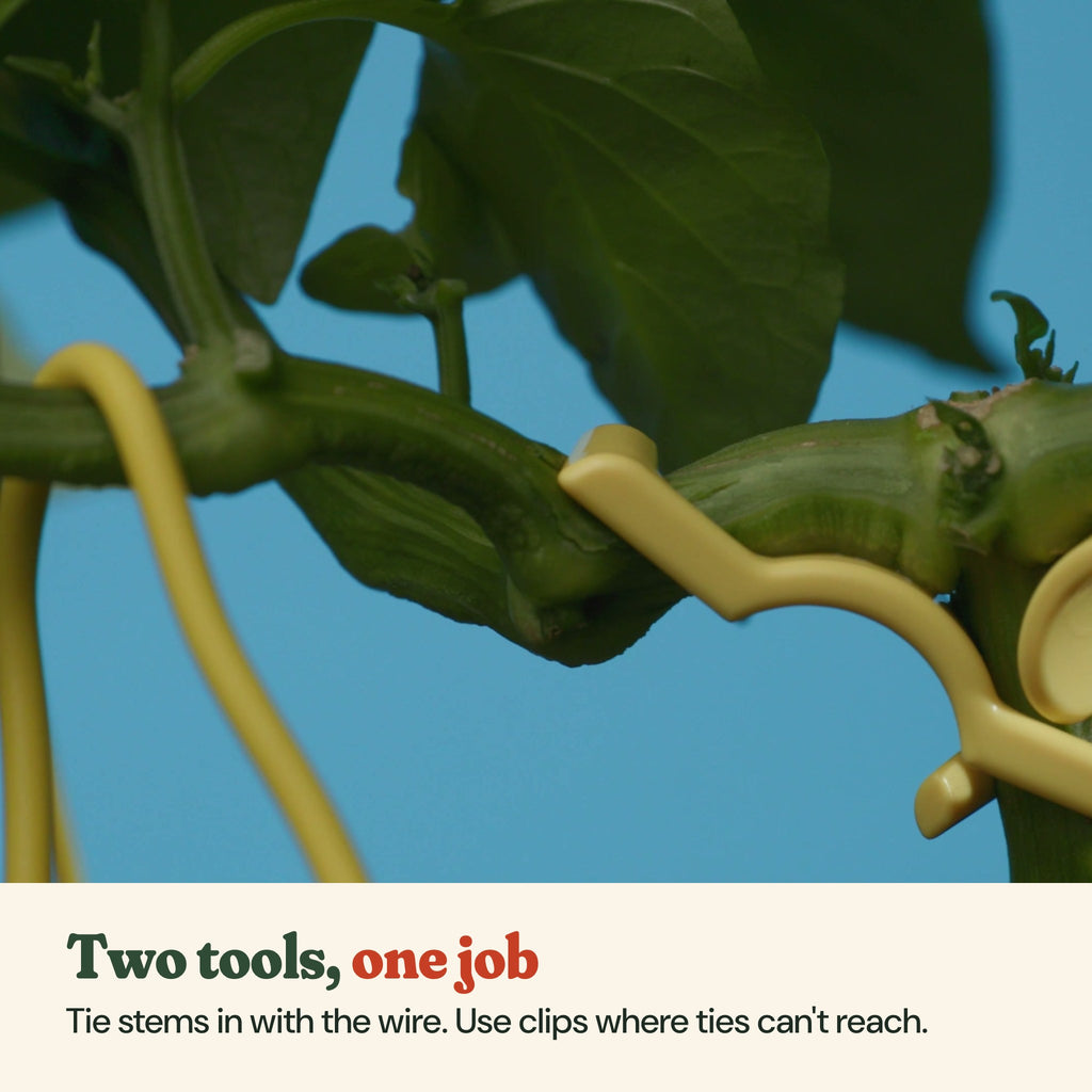 Interlocked yellow clips and yellow soft wire holding pepper stems