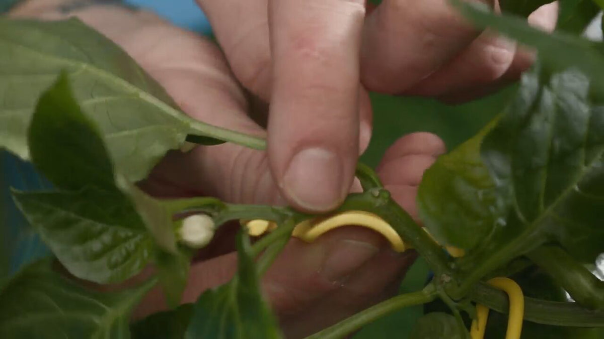 The clips at work on a pepper plant.