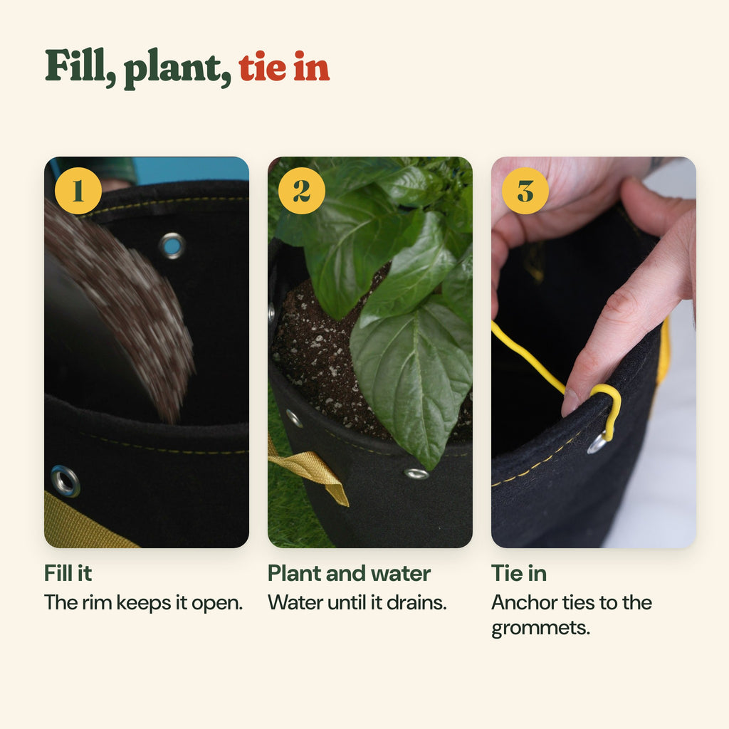 How to use the grow bags: fill it, plant and water, tie stems to the grommets