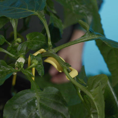 Yellow clips and soft wire holding pepper branches
