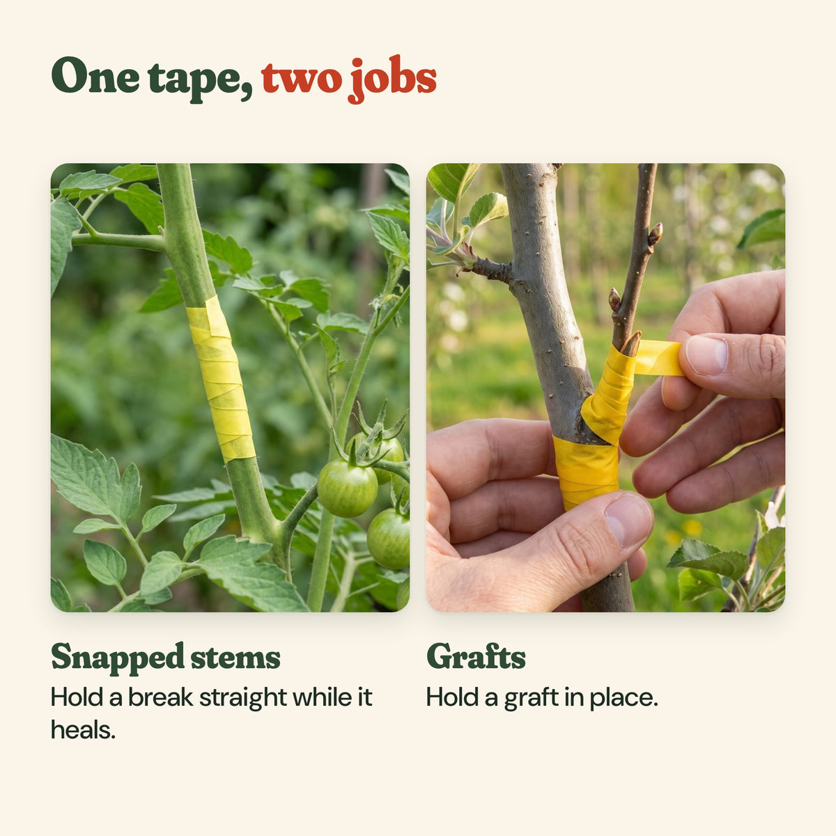 Repair tape holding a snapped tomato stem and a graft on a young apple tree