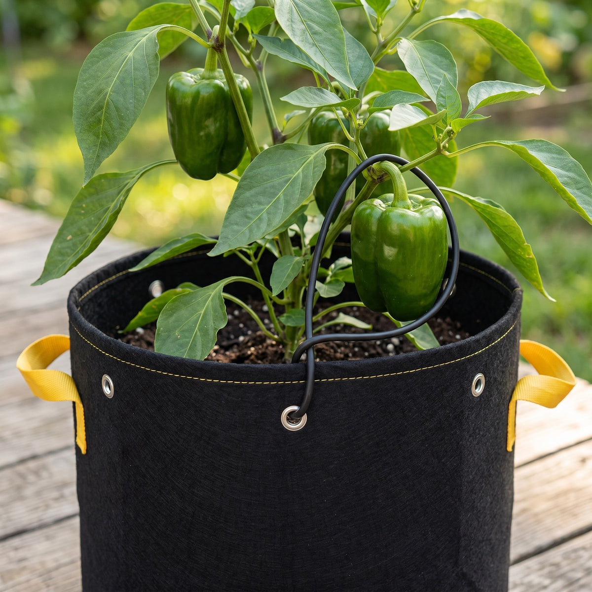 Bell pepper plant in a black 5 gallon fabric grow bag, a fruiting branch held by black soft garden wire hooked through a rim grommet