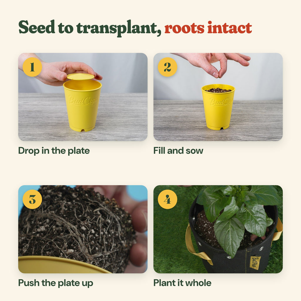 Seed to transplant: drop in the plate, fill and sow, push the plate up, plant the root ball whole