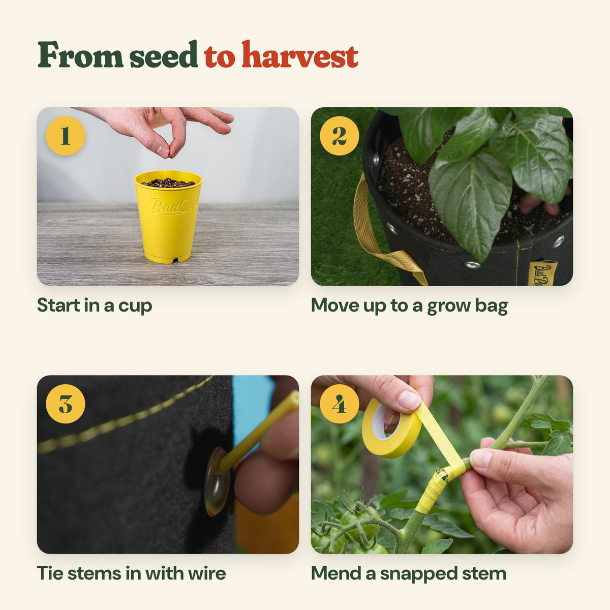 From seed to harvest: start in a cup, move up to a grow bag, tie stems in with wire, mend a snapped stem with tape