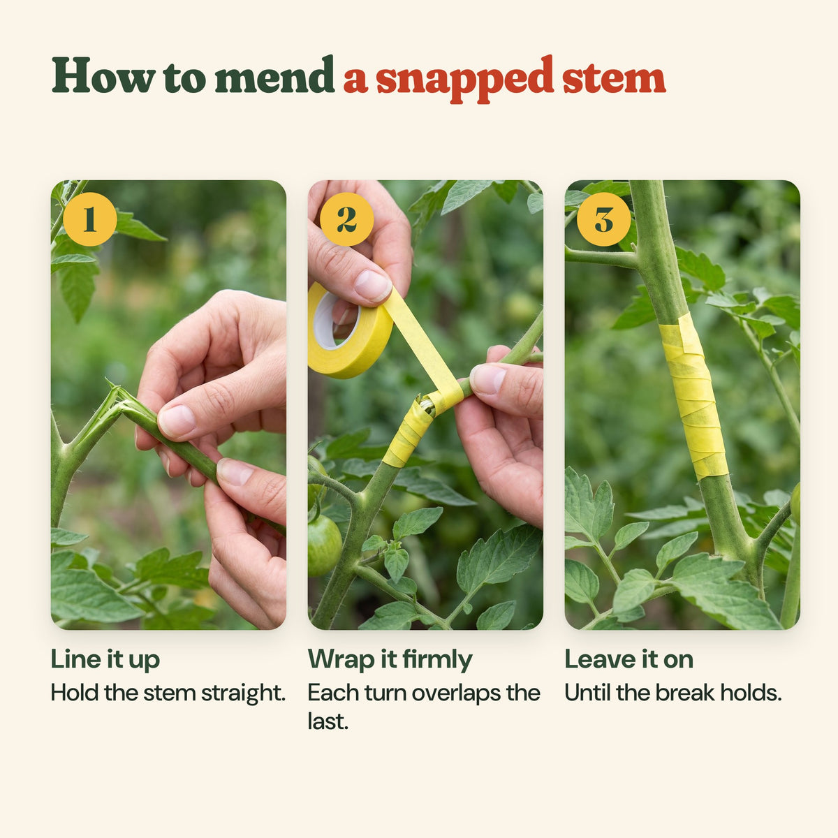 How to mend a snapped stem: line it up, wrap it firmly with each turn overlapping the last, leave it on until the break holds