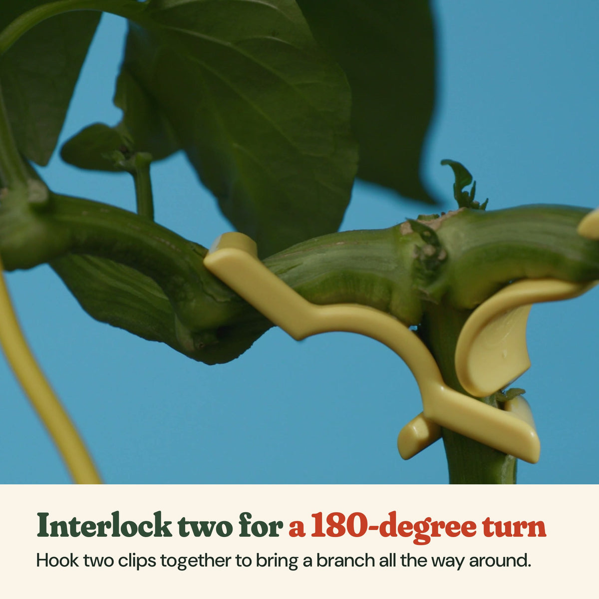 Two yellow clips interlocked on a pepper stem for a 180-degree turn