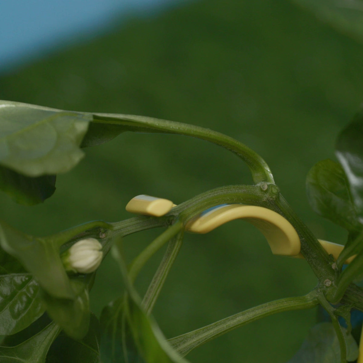 Yellow plant training clip holding a pepper branch at a wide angle