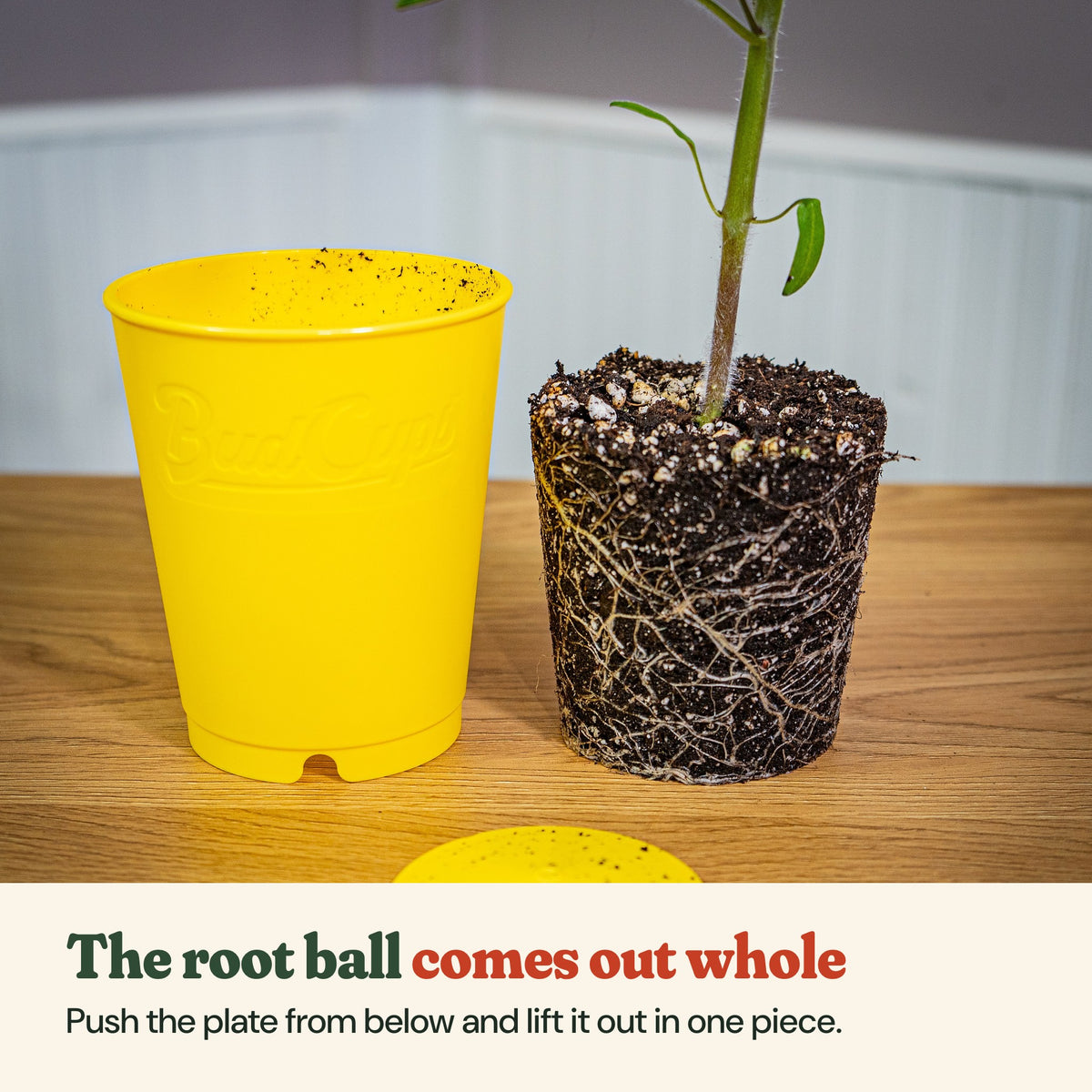 A whole root ball lifted out of a yellow seed starting cup, beside the cup and its bottom plate