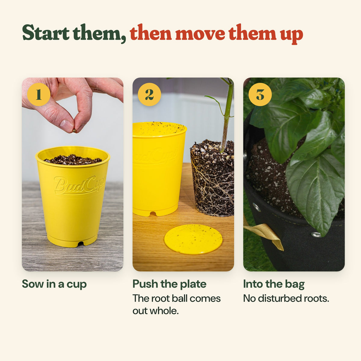 Start them, then move them up: sow in a cup, push the plate so the root ball comes out whole, set it into the grow bag