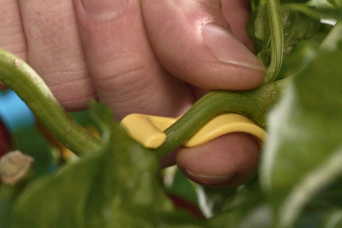 Hand easing a yellow clip along a pepper branch